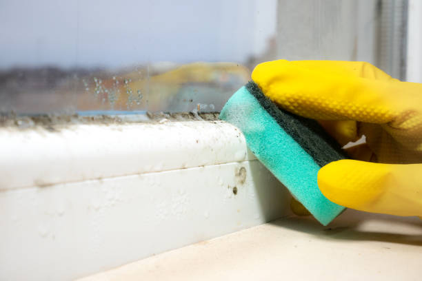 Best Mold Prevention Services  in Bronte, TX